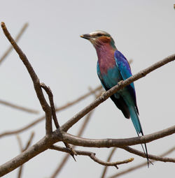 Low angle view of bird perching on branch