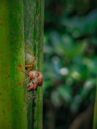 Close-up of insect on tree trunk