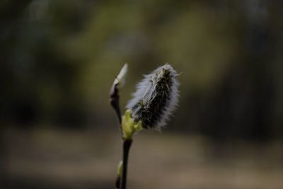 Close-up of wilted dandelion flower