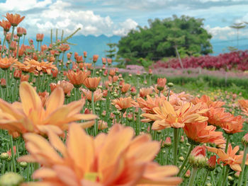 Close-up of orange flowering plants on field