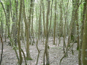 View of trees in forest