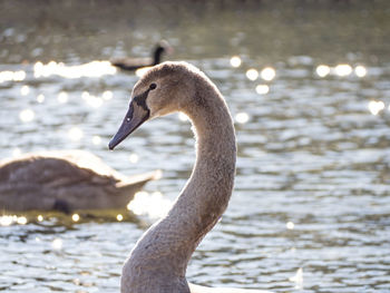 Close-up of swan at lake