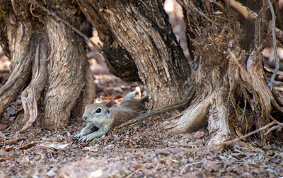 Round tailed ground squirrel lounging under a tree in the morning head of arizona 