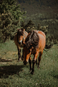 Horse standing in a field