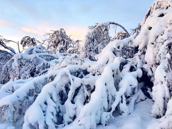 Close-up of snow covered plant against sky