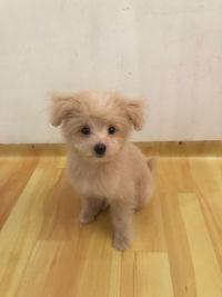 Portrait of puppy on hardwood floor