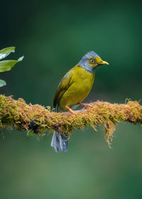 Close-up of bird perching on branch