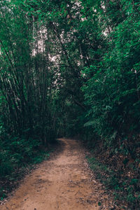 Footpath amidst trees in forest