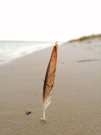 Close-up of feather on beach