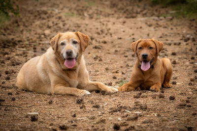 Portrait of dog sitting on land