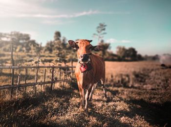 Dog standing on field