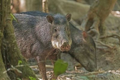 White lipped peccary in the rainforest near alta floresta, brazil