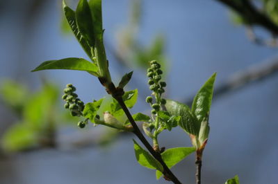 Close-up of plant