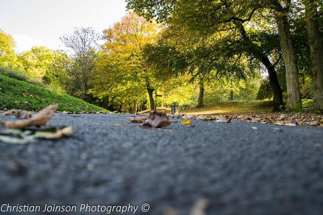 ROAD BY TREES ON DIRT