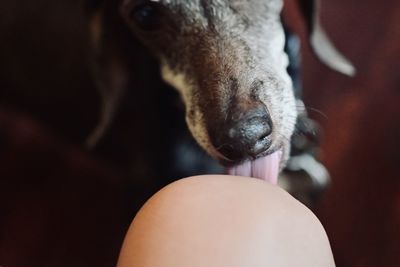 Close-up of a dog