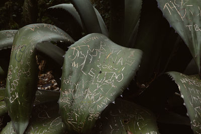 High angle view of text on leaf
