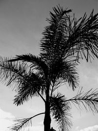 Low angle view of silhouette coconut palm tree against sky