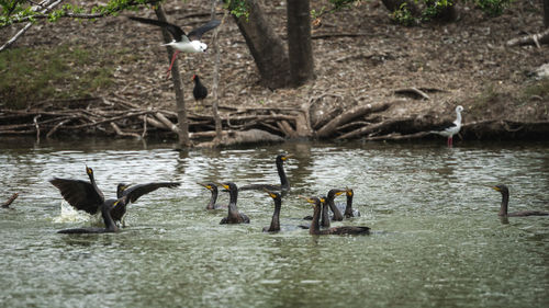 Ducks in a lake