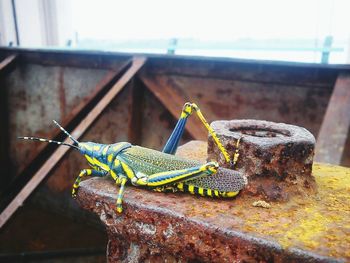 Close-up of grasshopper on ground