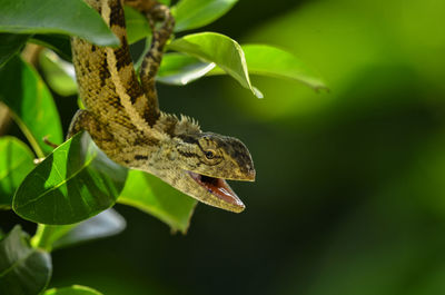 Close-up of a lizard on tree