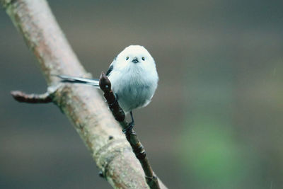 Close-up of tail titts perching on branch