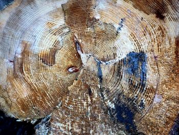 Full frame shot of tree stump