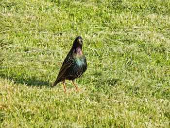 Bird on field