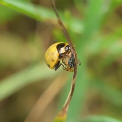 Close-up of bee on leaf