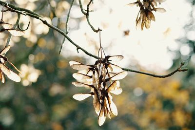 Low angle view of flower tree against sky