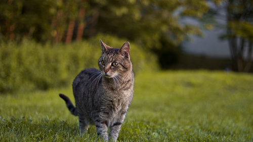 Cat in a field