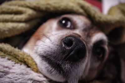 Close-up portrait of dog