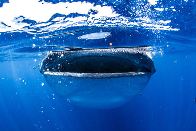 Close-up of fish swimming in sea