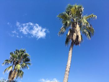 Low angle view of palm tree against blue sky