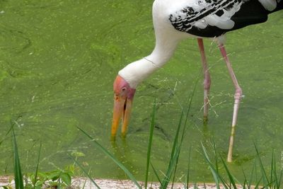 Close-up of a bird in water