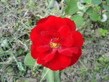 Close-up of red rose flower on field