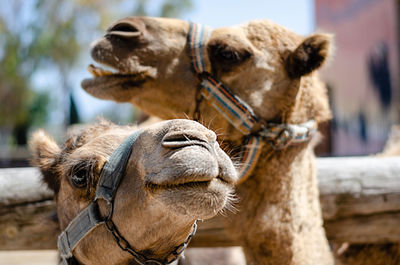 Close-up of camels