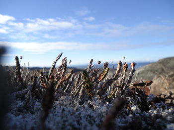 Close-up of plants against sky