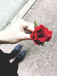 High angle view of woman roses rose