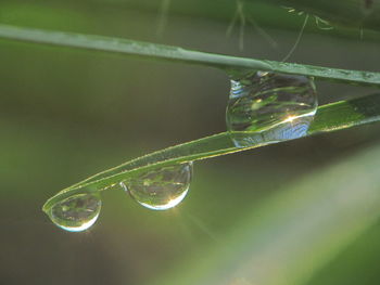 Close-up of water drop on leaf