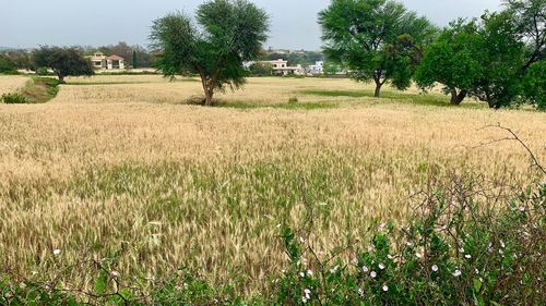 Scenic view of agricultural field