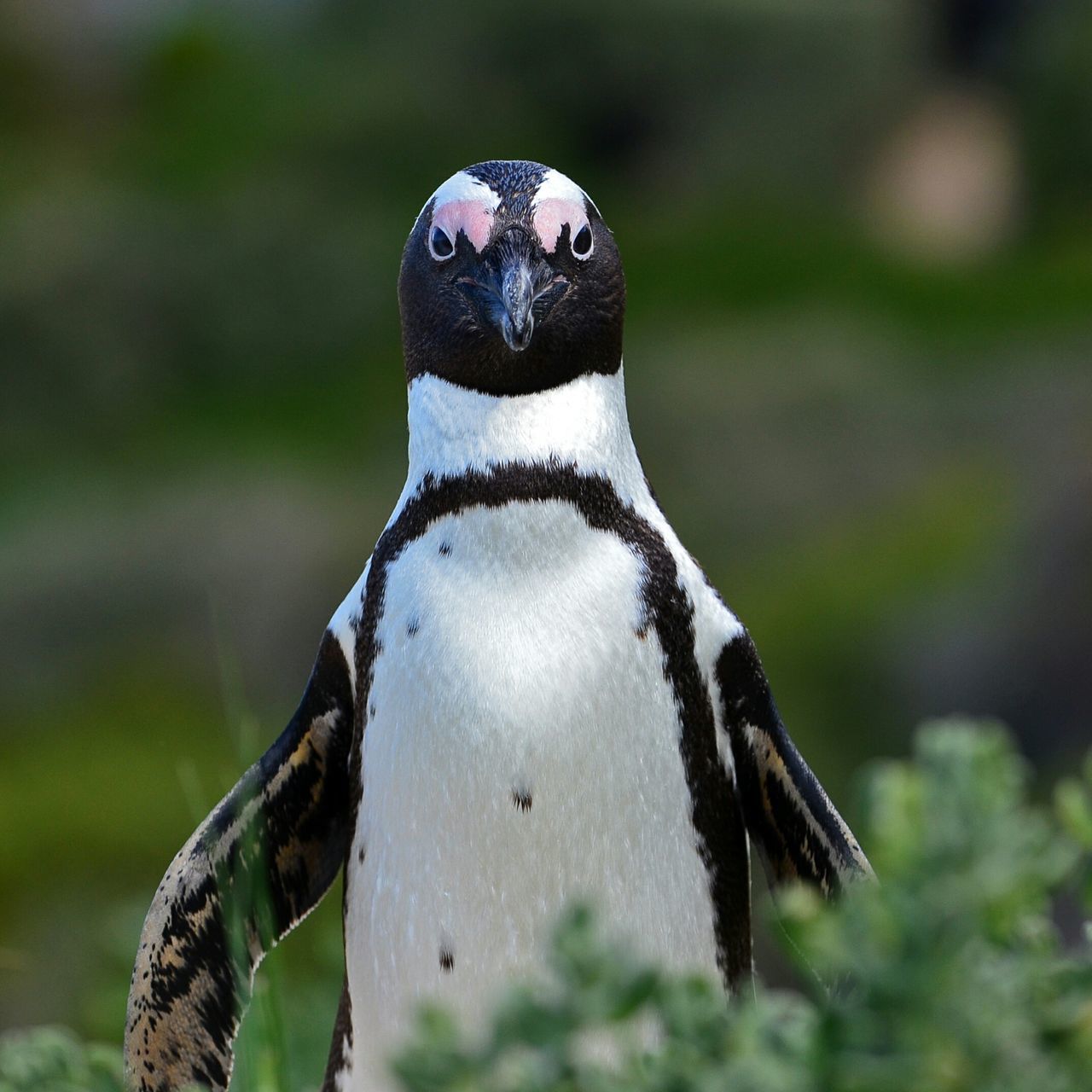 Penguin walking