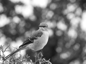 Low angle view of bird perching on branch