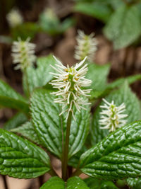 Close-up of succulent plant