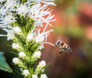 Close-up of bee pollinating on flower