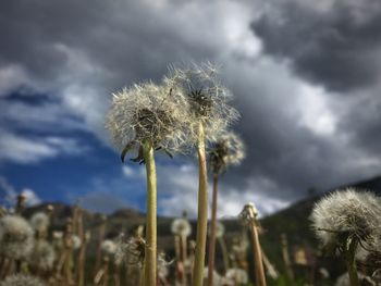 Low angle view of thistle against sky