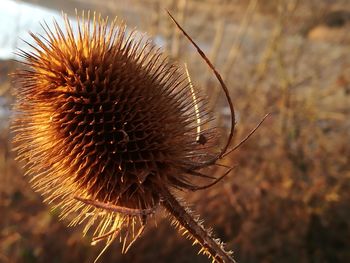 Close-up of thistle