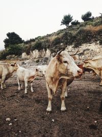 Horses standing on field against sky