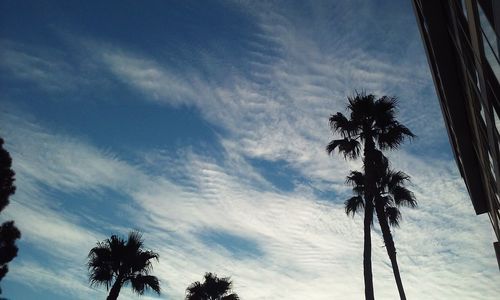 Low angle view of silhouette palm trees against sky