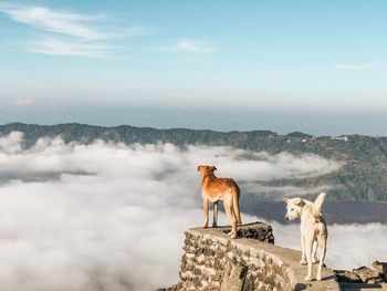 Dogs standing on retaining wall against mountain 