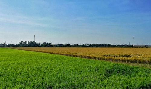 Scenic view of field against sky